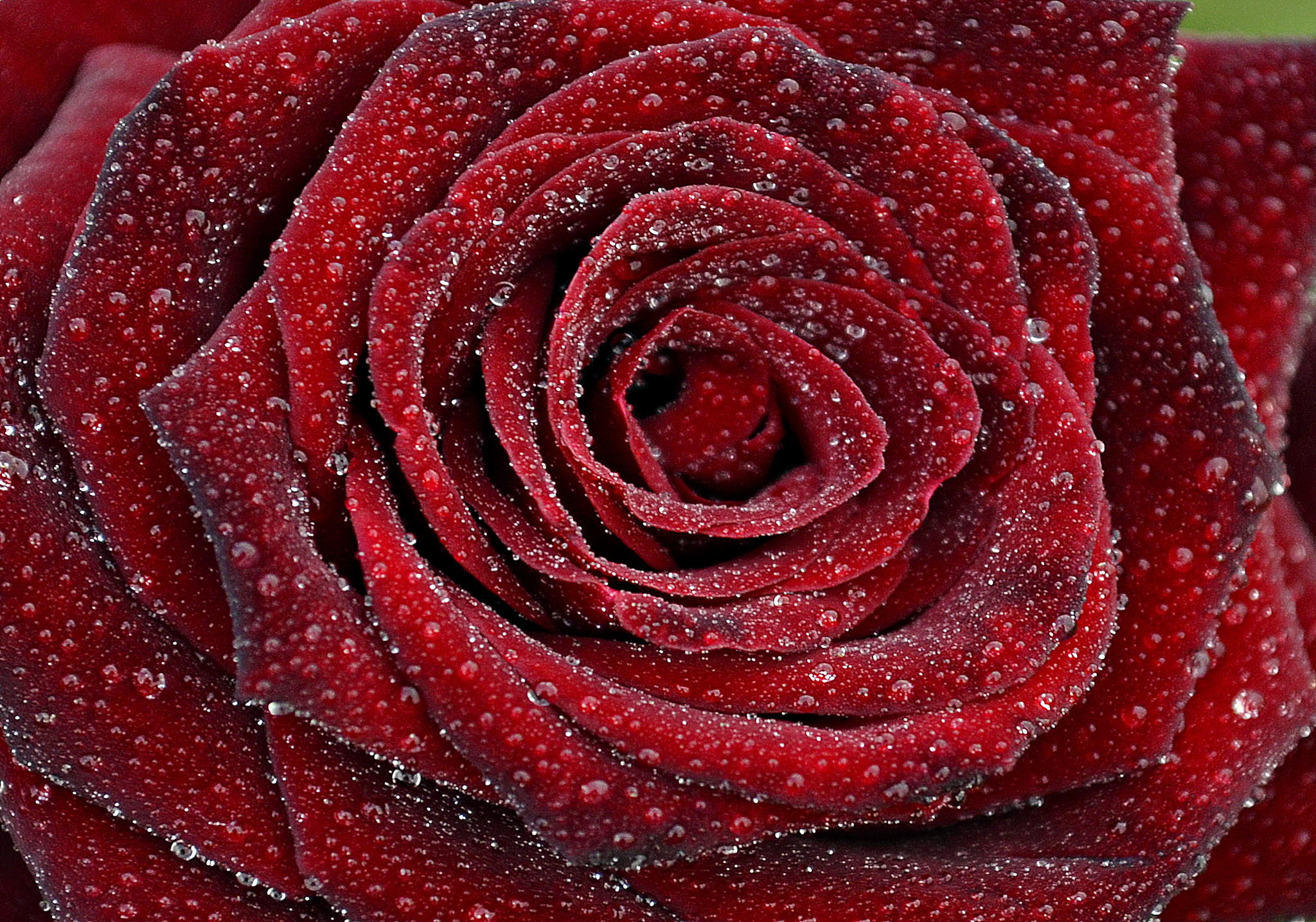 Ce-inseamna-cand-visezi-trandafiri-rosii-2